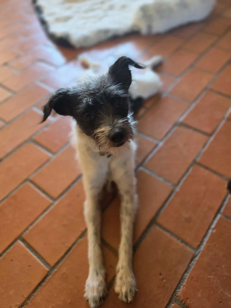 Darla