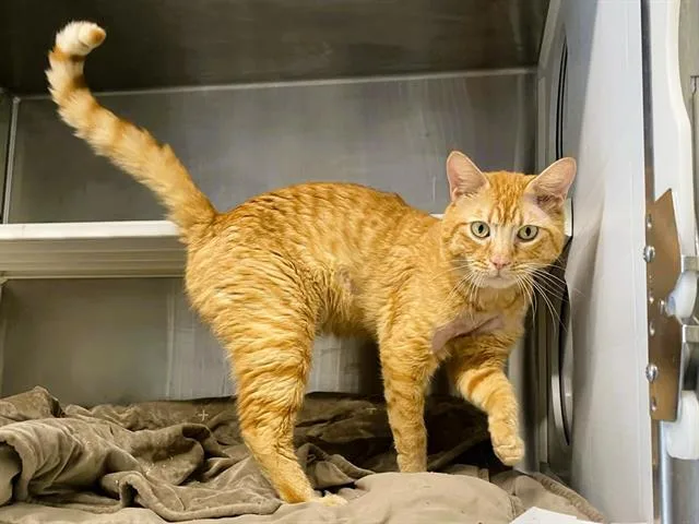 An adult large-sized male Domestic Short Hair cat named Mochi for adoption in Tustin, CA