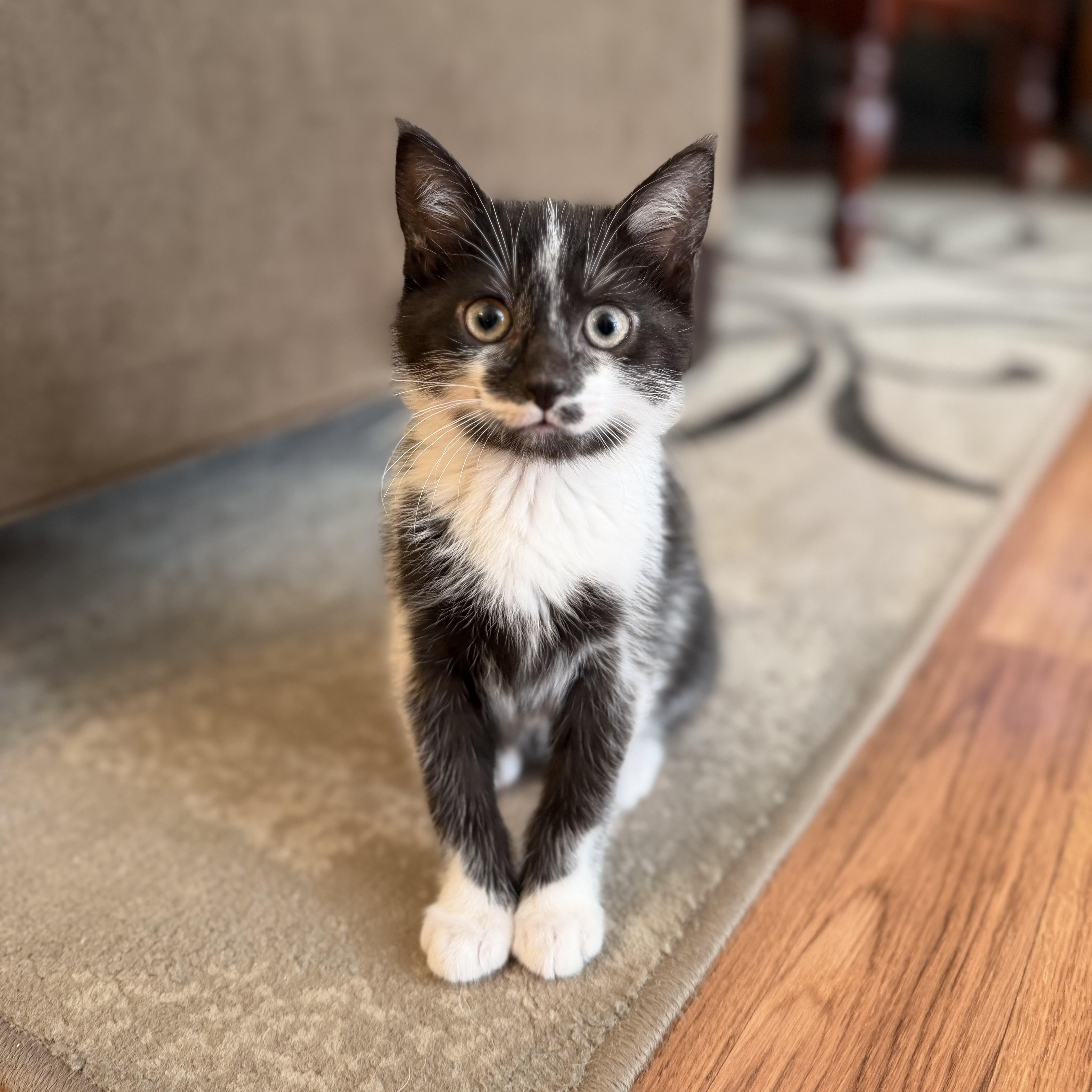 A baby small-sized male Black Tuxedo cat named Skunk And Pepe Le for adoption in Wanaque, NJ