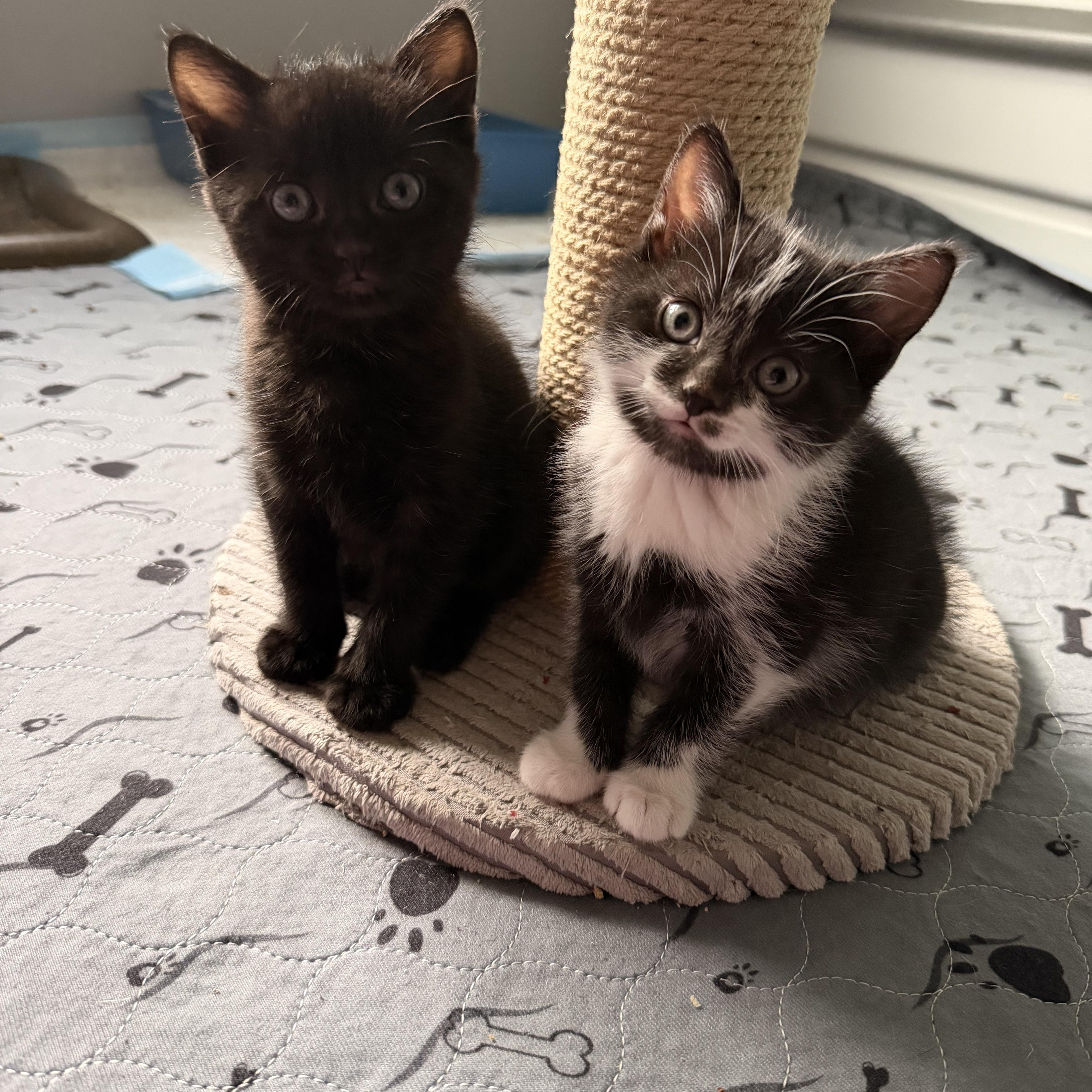 Skunk And Pepe Le thumbnail 2