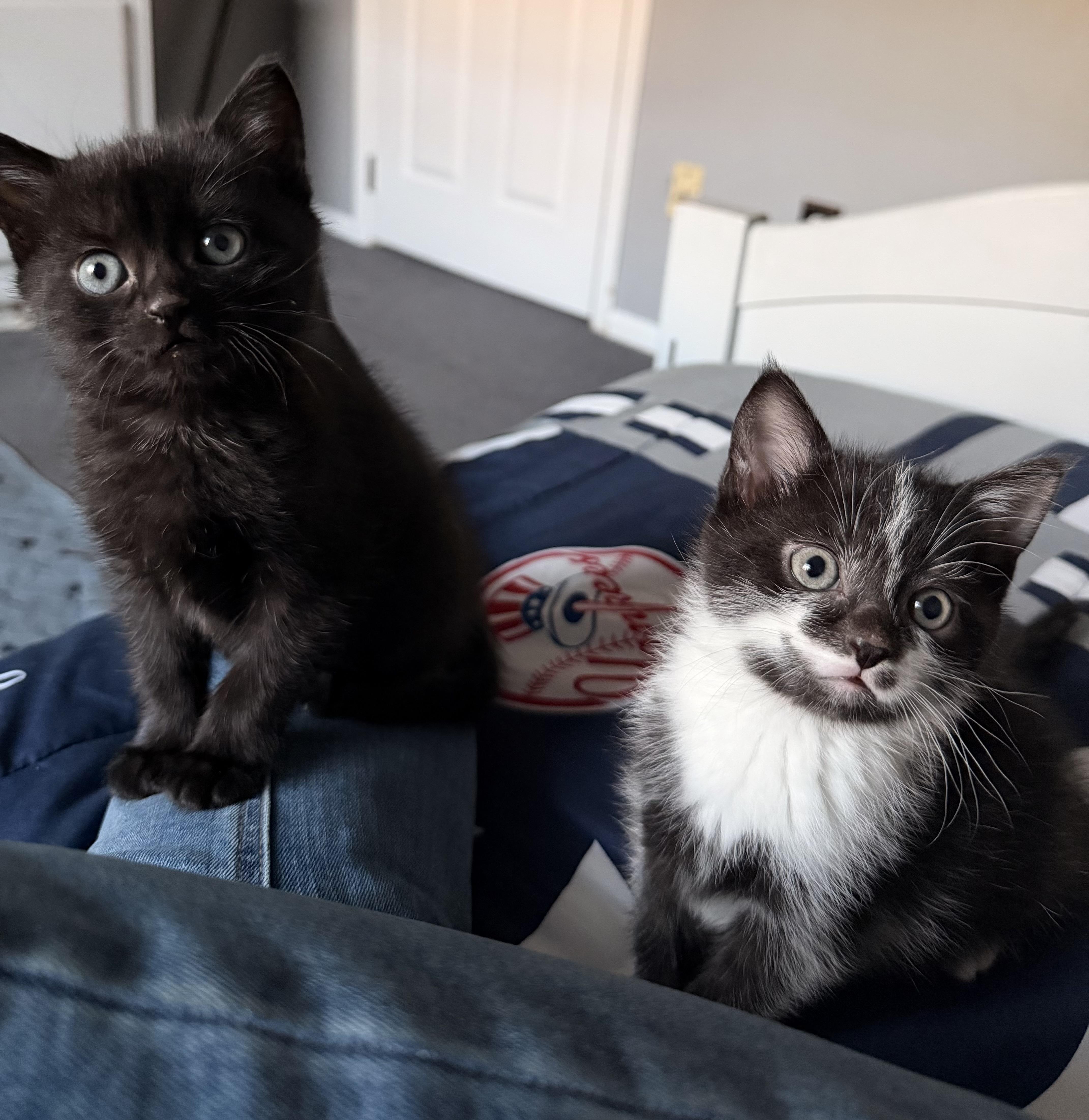 Skunk And Pepe Le thumbnail 3