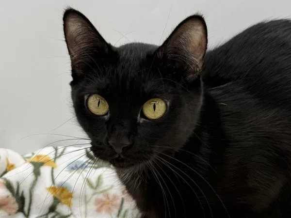 An adult small-sized female Domestic Short Hair cat named Pepper for adoption in Portland, OR