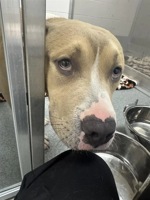A young medium-sized male Pit Bull Terrier dog named Sterling for adoption in Indianapolis, IN