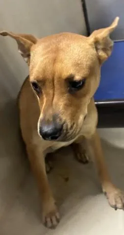 A young large-sized female Shepherd dog named Penny Lane for adoption in Bakersfield, CA