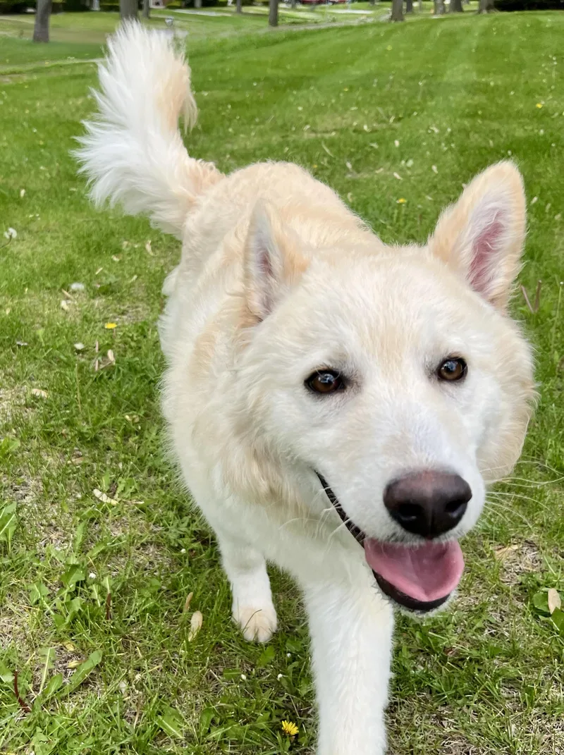 Suzie Needs A Forever