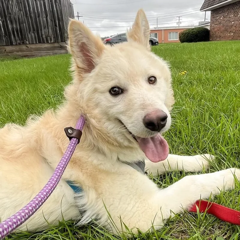 Suzie Needs A Forever thumbnail 6