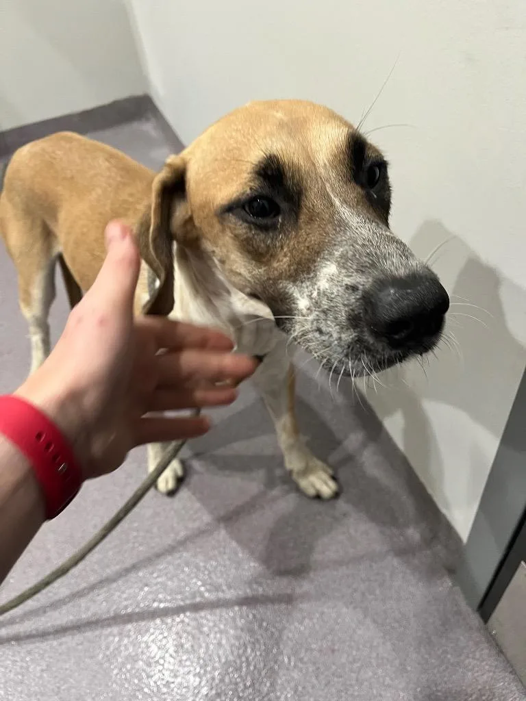 A young medium-sized female Labrador Retriever dog named Jolene for adoption in Benton, AR