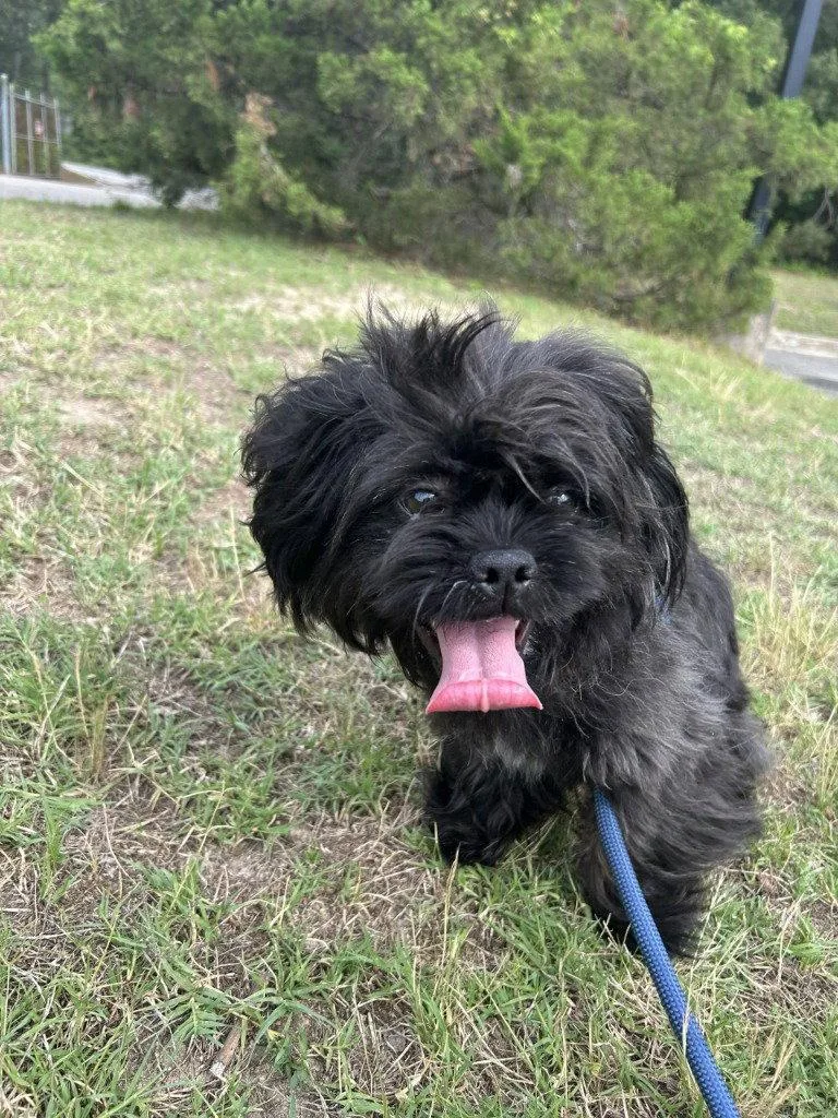 An adult small-sized male Shih Tzu dog named DA Craig for adoption in Glen Allen, VA