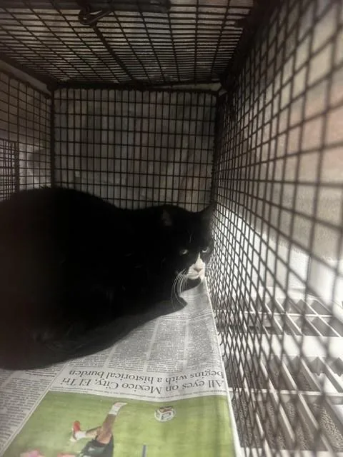 A senior large-sized male Domestic Short Hair cat named King for adoption in Van Nuys, CA