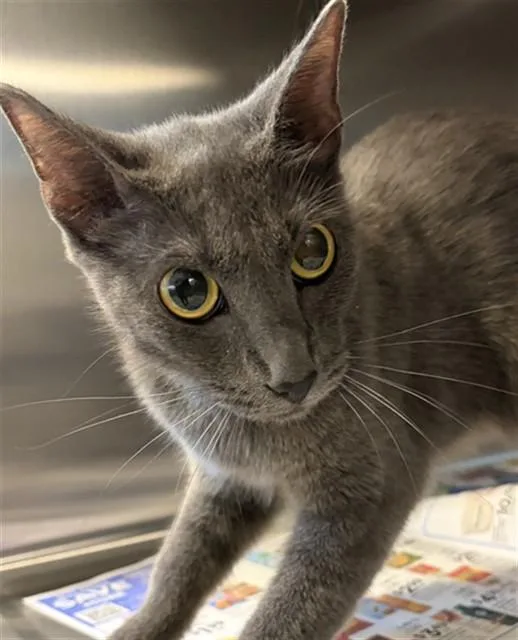 A young medium-sized female Domestic Short Hair cat named Mila for adoption in Houston, TX