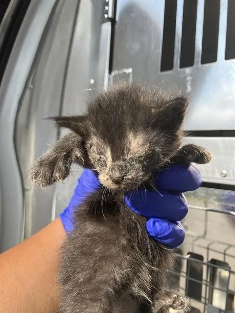 A baby small-sized male Domestic Short Hair cat named Dawn for adoption in Dallas, TX