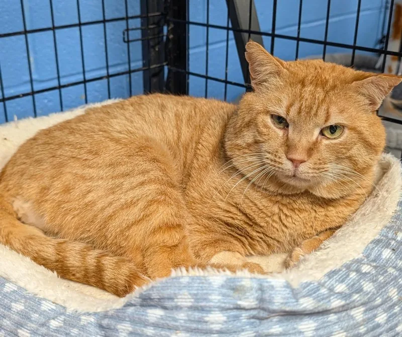 An adult medium-sized male Domestic Short Hair cat named Garfield for adoption in Ellijay, GA