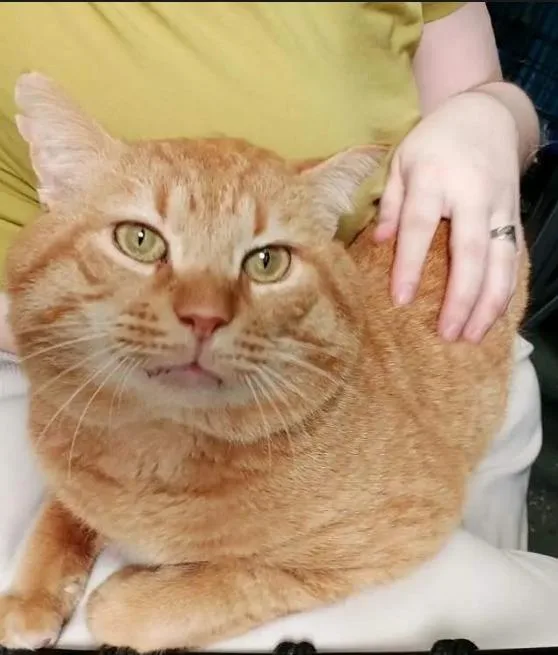 Garfield thumbnail 2