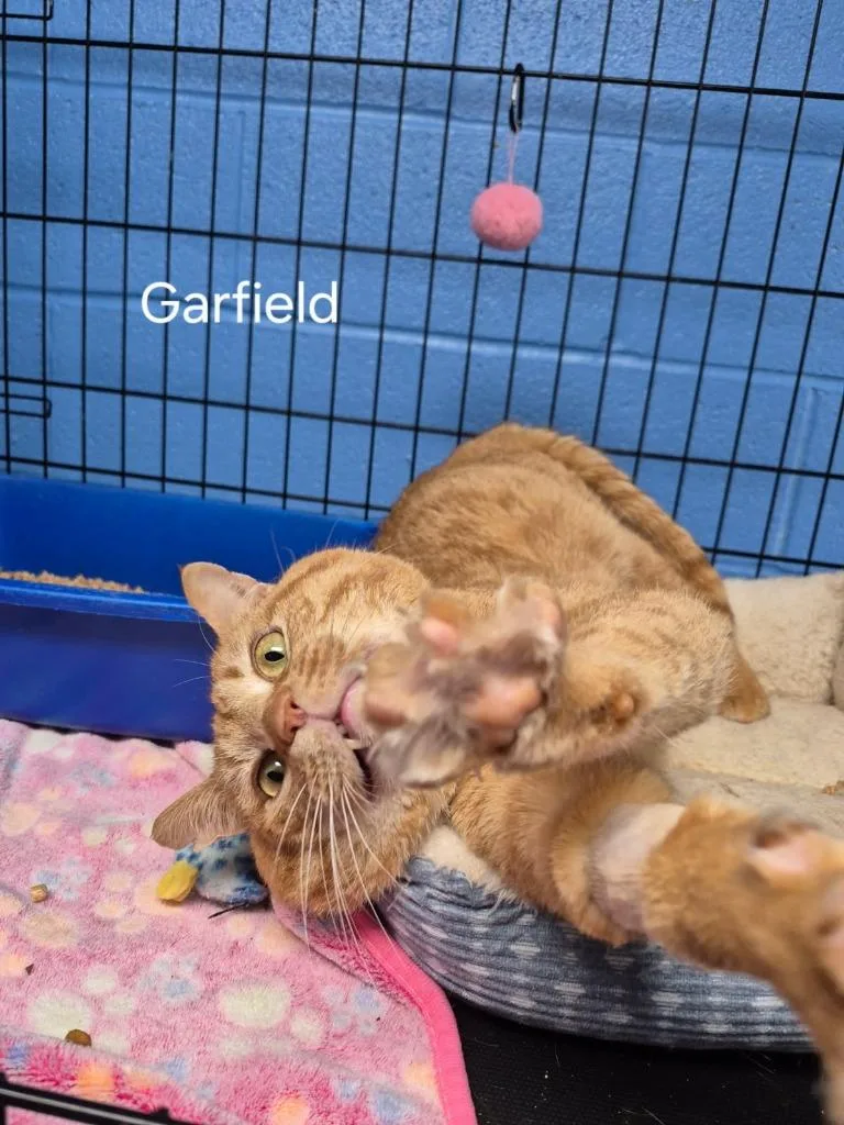 Garfield thumbnail 3