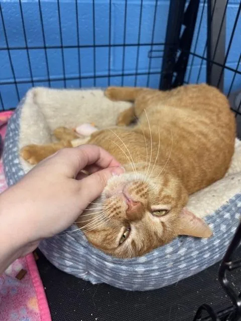Garfield thumbnail 4