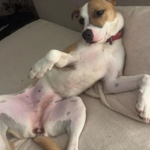 A young medium-sized female Tricolor (Brown, Black, & White) Terrier dog named Juliette for adoption in Washington DC, DC