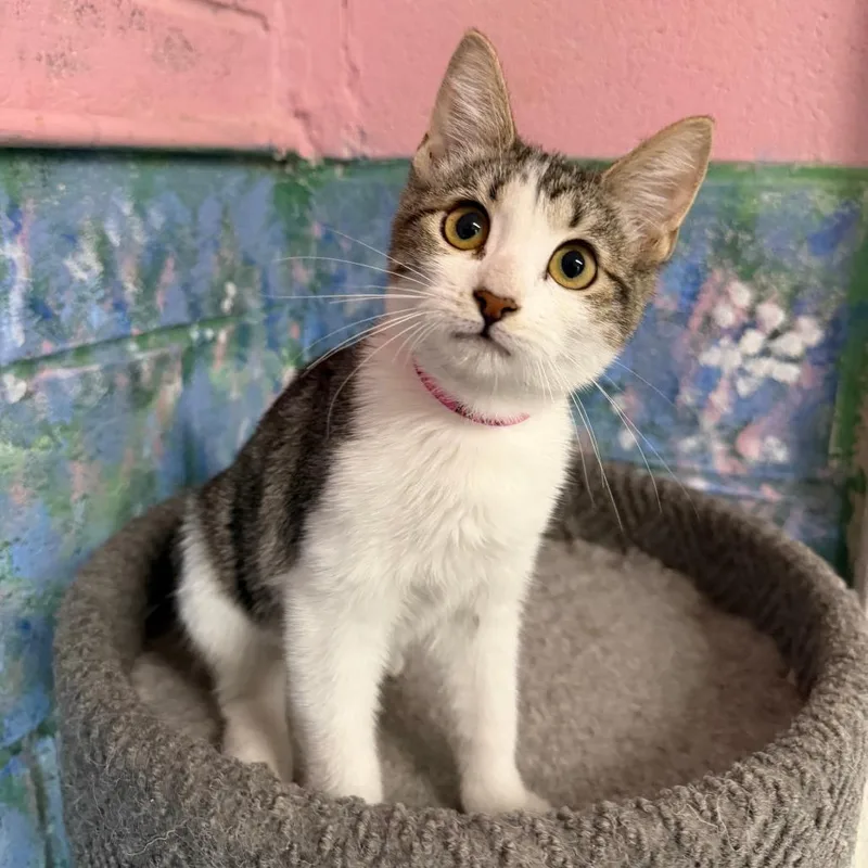 A baby small-sized female Domestic Short Hair cat named Jisoo for adoption in Laredo, TX