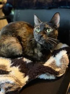 A senior medium-sized female Domestic Short Hair cat named Zeva for adoption in Oceanside, CA