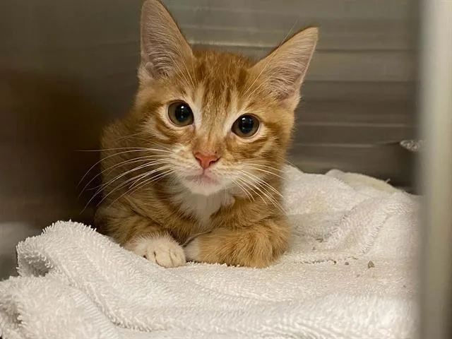 A baby small-sized male Domestic Short Hair cat named Vario for adoption in Tustin, CA