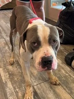 A young large-sized male Pit Bull Terrier dog named Buddy Yrly for adoption in Sidney, OH