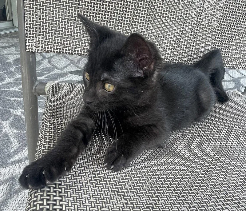 A baby medium-sized male Black Domestic Short Hair cat named Scooter  Willow Grove for adoption in Greenville, DE