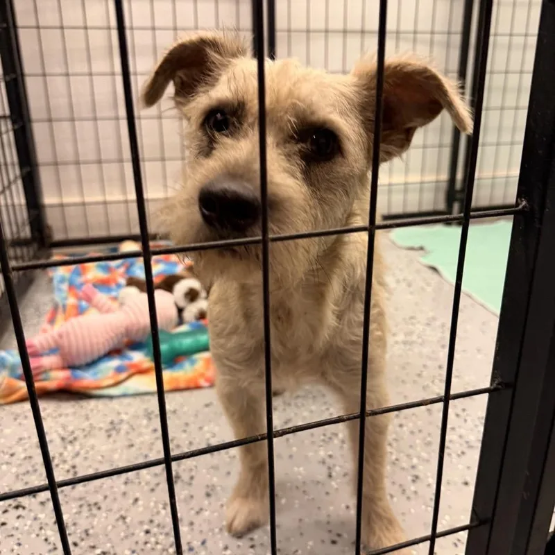 A young small-sized male White / Cream Terrier dog named Miso for adoption in Mansfield, TX