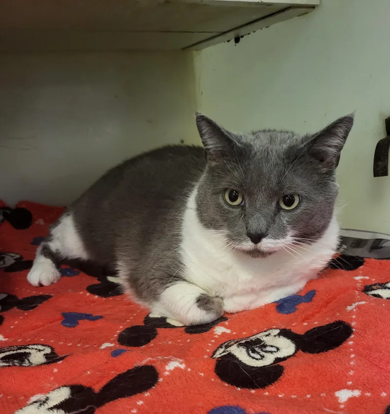 A senior large-sized female Domestic Short Hair cat named Esmeralda for adoption in Muncie, IN