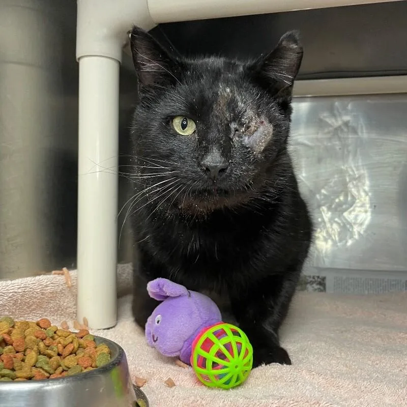 An adult medium-sized male Domestic Short Hair cat named Captain Sparrow for adoption in Roanoke, VA