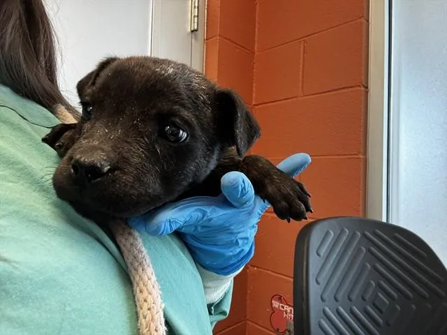A baby small-sized male Pit Bull Terrier dog named Milo for adoption in Colorado Springs, CO