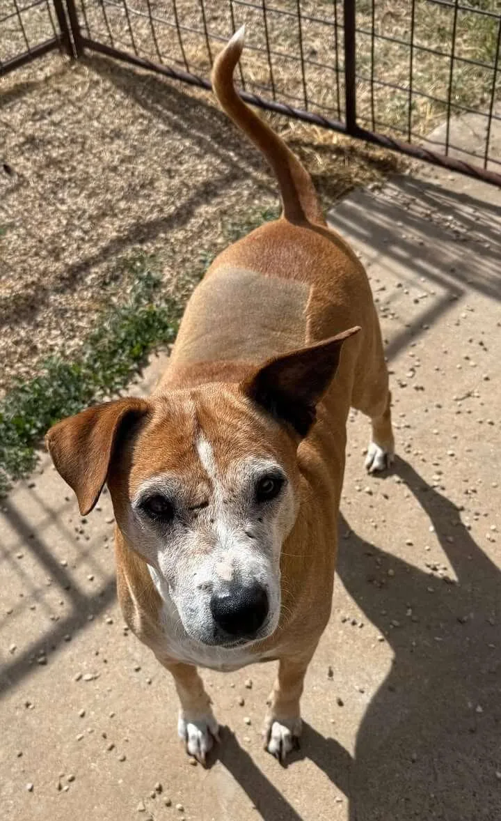 A senior medium-sized male Apricot / Beige Mixed Breed dog named Plinko for adoption in Canyon, TX