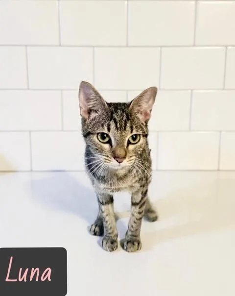 A young small-sized female Black Domestic Short Hair cat named Luna for adoption in Englewood, FL