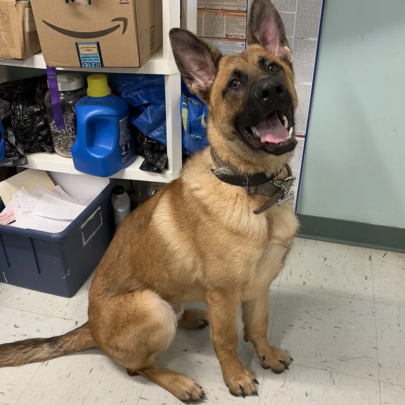 A young large-sized male Golden German Shepherd Dog dog named Germi for adoption in Mansfield, CT