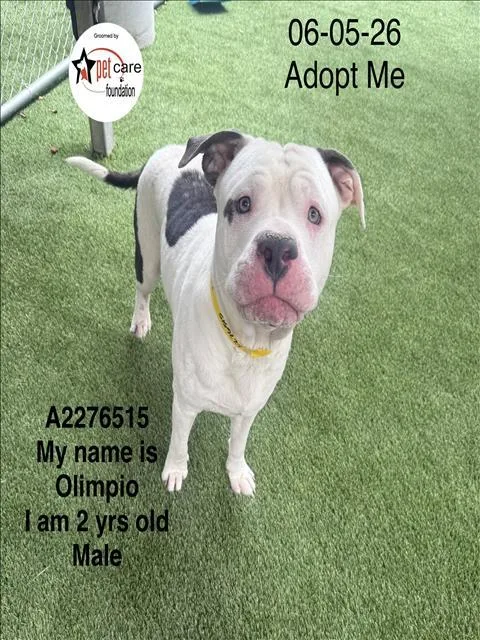 A young large-sized male Pit Bull Terrier dog named Olimpio for adoption in Los Angeles, CA