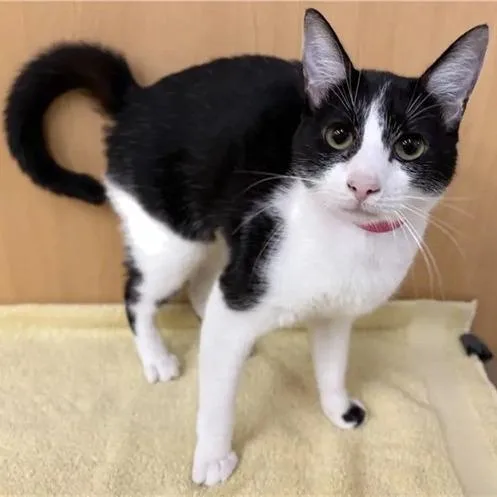 A young medium-sized female Black Domestic Medium Hair cat named Dotti for adoption in Saint Louis, MO