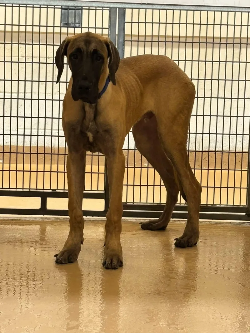 A young medium-sized male Great Dane dog named Scooby for adoption in Fenton, MO