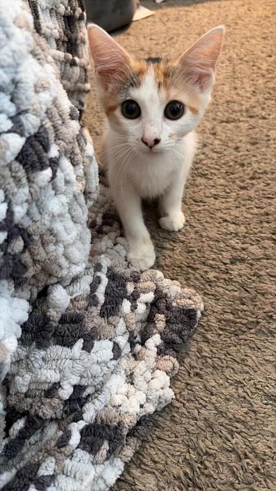 A baby small-sized female Domestic Short Hair cat named Suzie Q for adoption in Orlando, FL