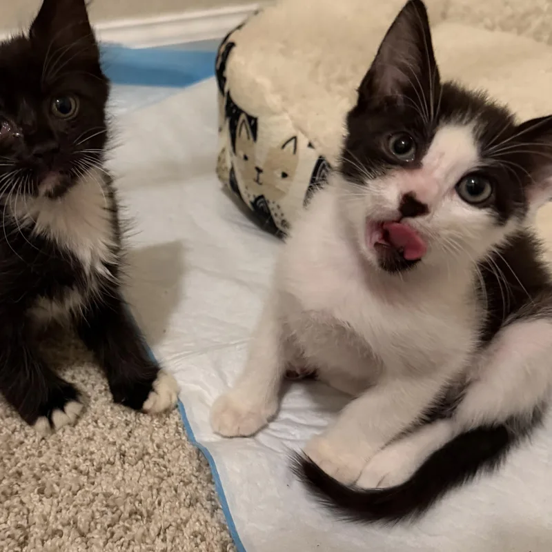 A baby medium-sized male Black & White / Tuxedo Domestic Short Hair cat named Georgie for adoption in jacksonville, FL