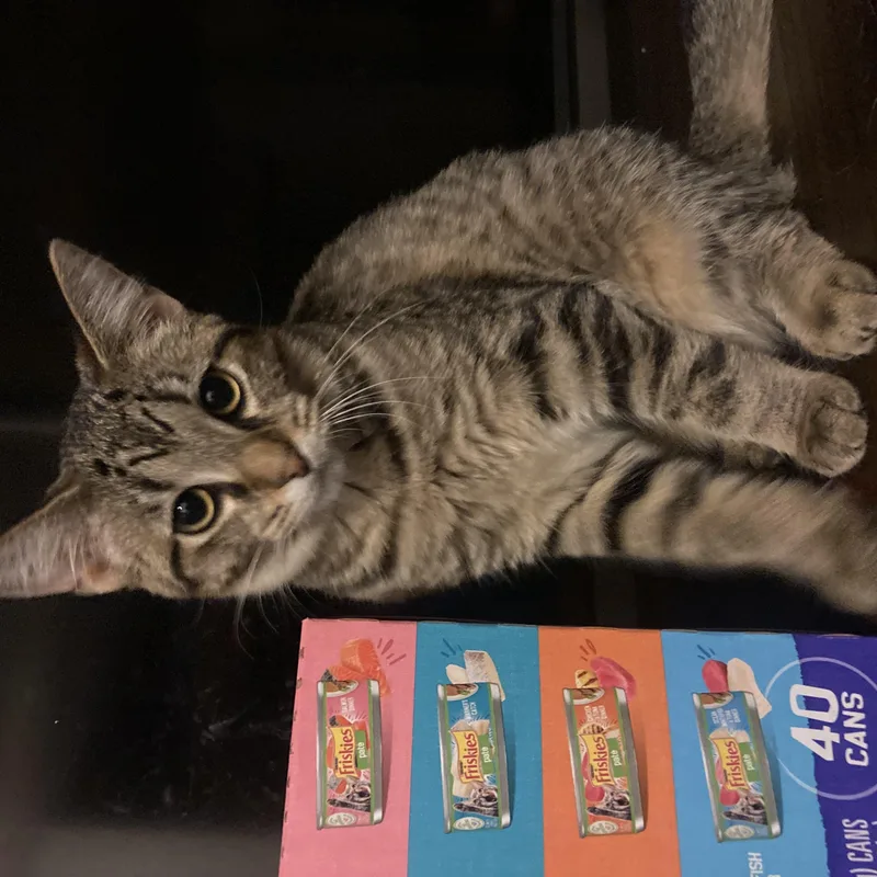 A young medium-sized female Tabby (Brown / Chocolate) Domestic Short Hair cat named Thistle for adoption in Lake Orion, MI