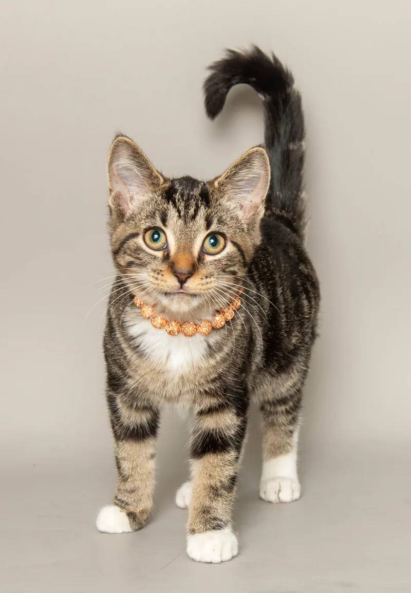 A baby medium-sized female Tabby (Brown / Chocolate) Domestic Short Hair cat named Lotus for adoption in Wyandotte, MI