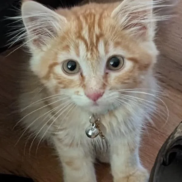 A baby small-sized female Orange / Red Domestic Medium Hair cat named Sparkle for adoption in Silver Spring, MD