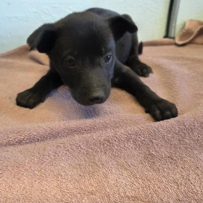 A baby small-sized female Black Pit Bull Terrier dog named Stormy A for adoption in Mission Hills, CA