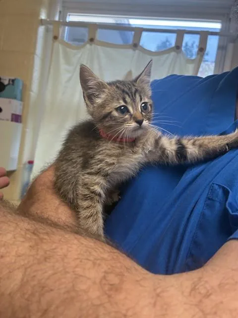 A baby medium-sized female Domestic Short Hair cat named Cedar for adoption in Cookeville, TN