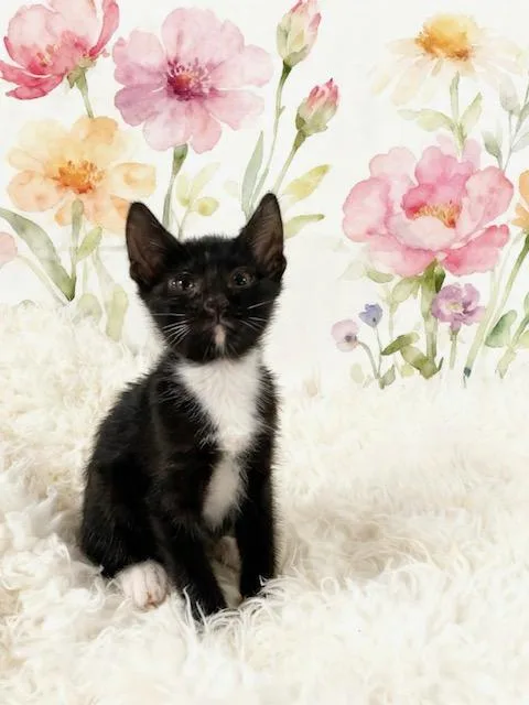 A baby small-sized male Tuxedo cat named Mario for adoption in Tehachapi, CA