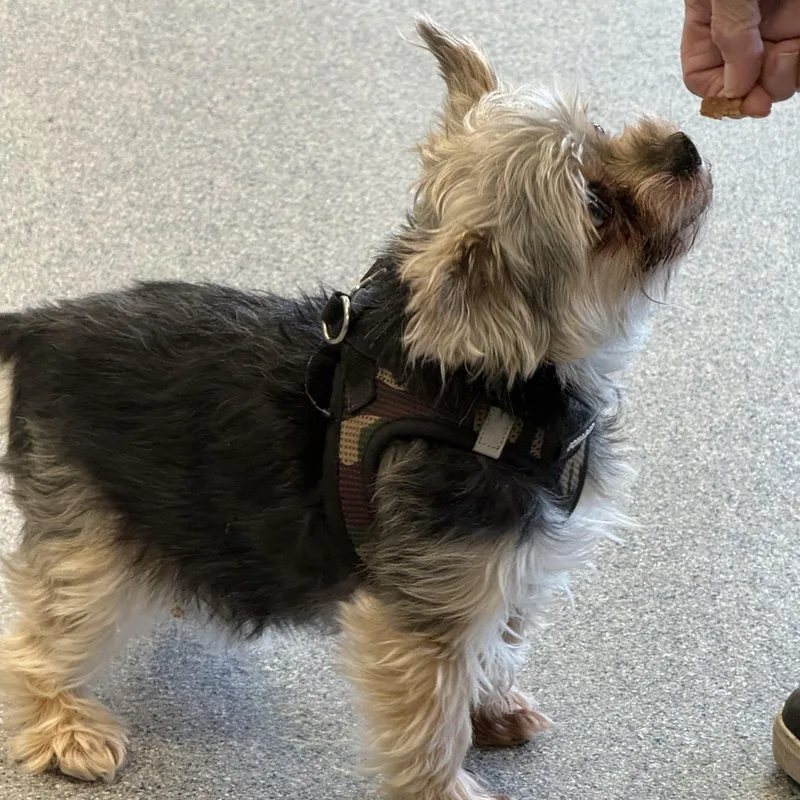 A senior small-sized male Yorkshire Terrier dog named Buddy for adoption in Yonkers, NY