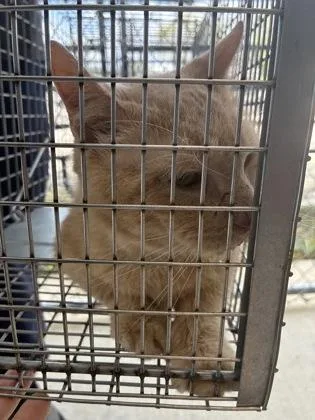 An adult medium-sized male Domestic Short Hair cat named Ghost for adoption in Lafayette, IN