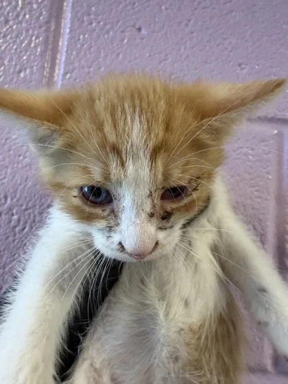A baby small-sized male Orange / Red Domestic Medium Hair cat named 61286733 for adoption in El Paso, TX