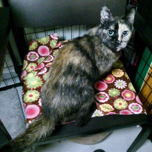 A young medium-sized female Tortoiseshell cat named Roxy for adoption in Vashon Island, WA