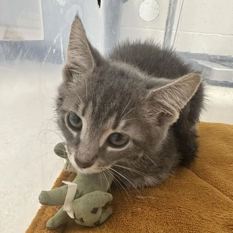 A baby small-sized male Gray / Blue / Silver Domestic Short Hair cat named Spitz for adoption in Evansville, IN