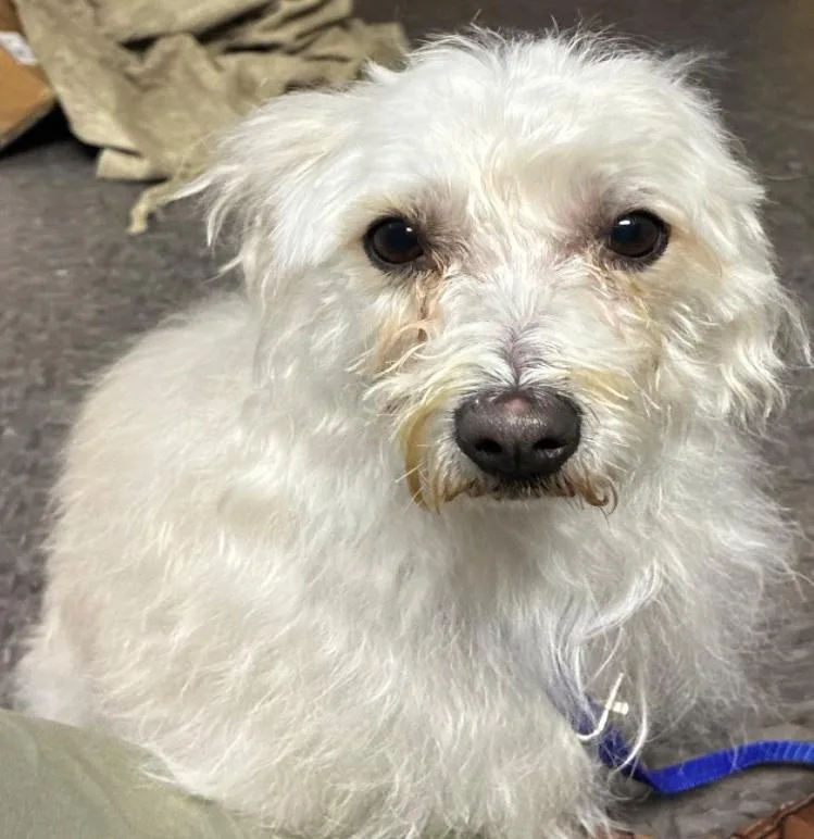 An adult small-sized female White / Cream Shih Tzu dog named Dove for adoption in Homewood, IL
