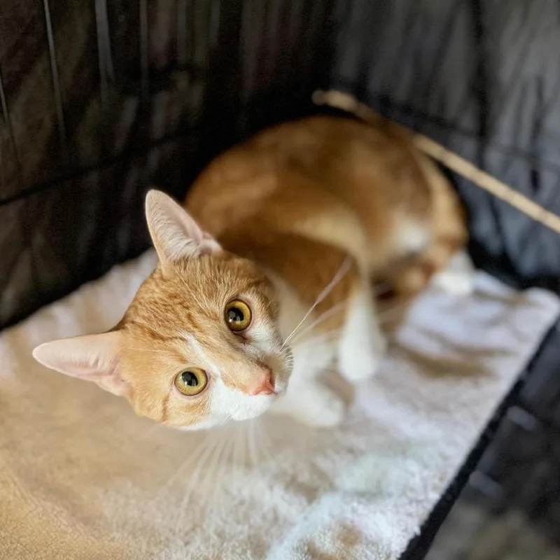 An adult medium-sized male Orange / Red Domestic Short Hair cat named Logi for adoption in Fredericksburg, TX